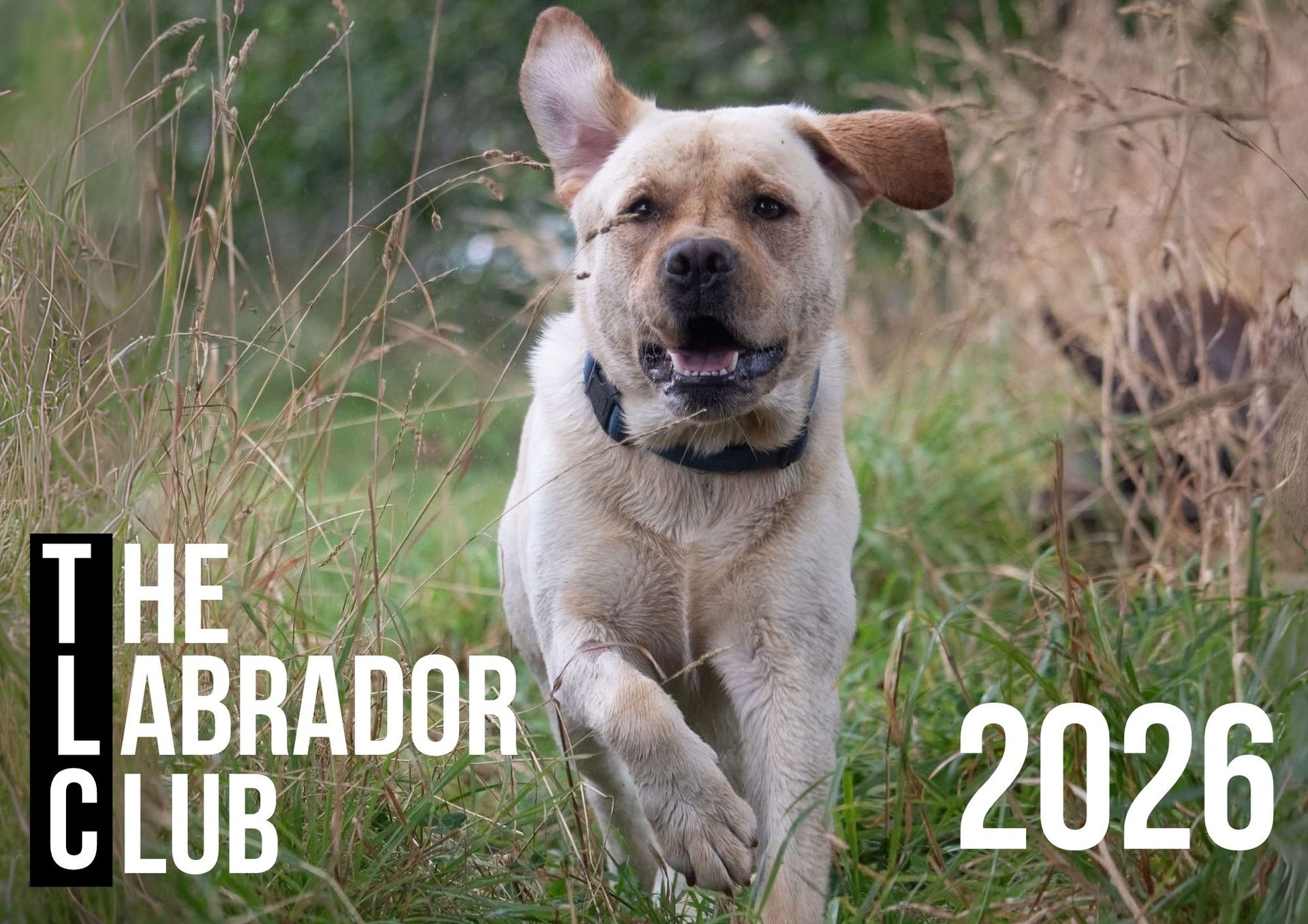 Yellow Labrador running in tall grass, wearing a black collar. Text: 
