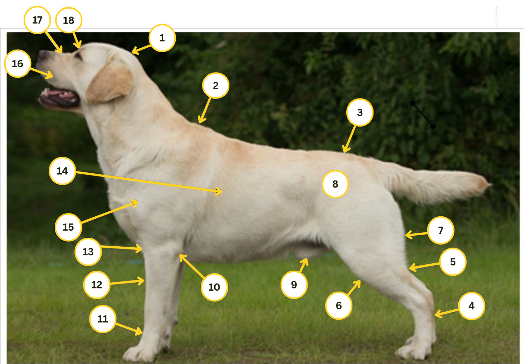 Yellow Labrador dog, side view, labeled with numbers, standing on grass.