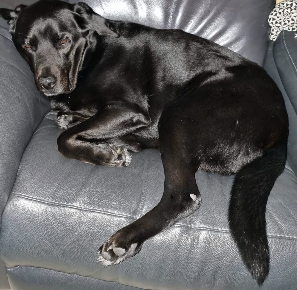 Black dog resting on a gray couch; looking at the camera.