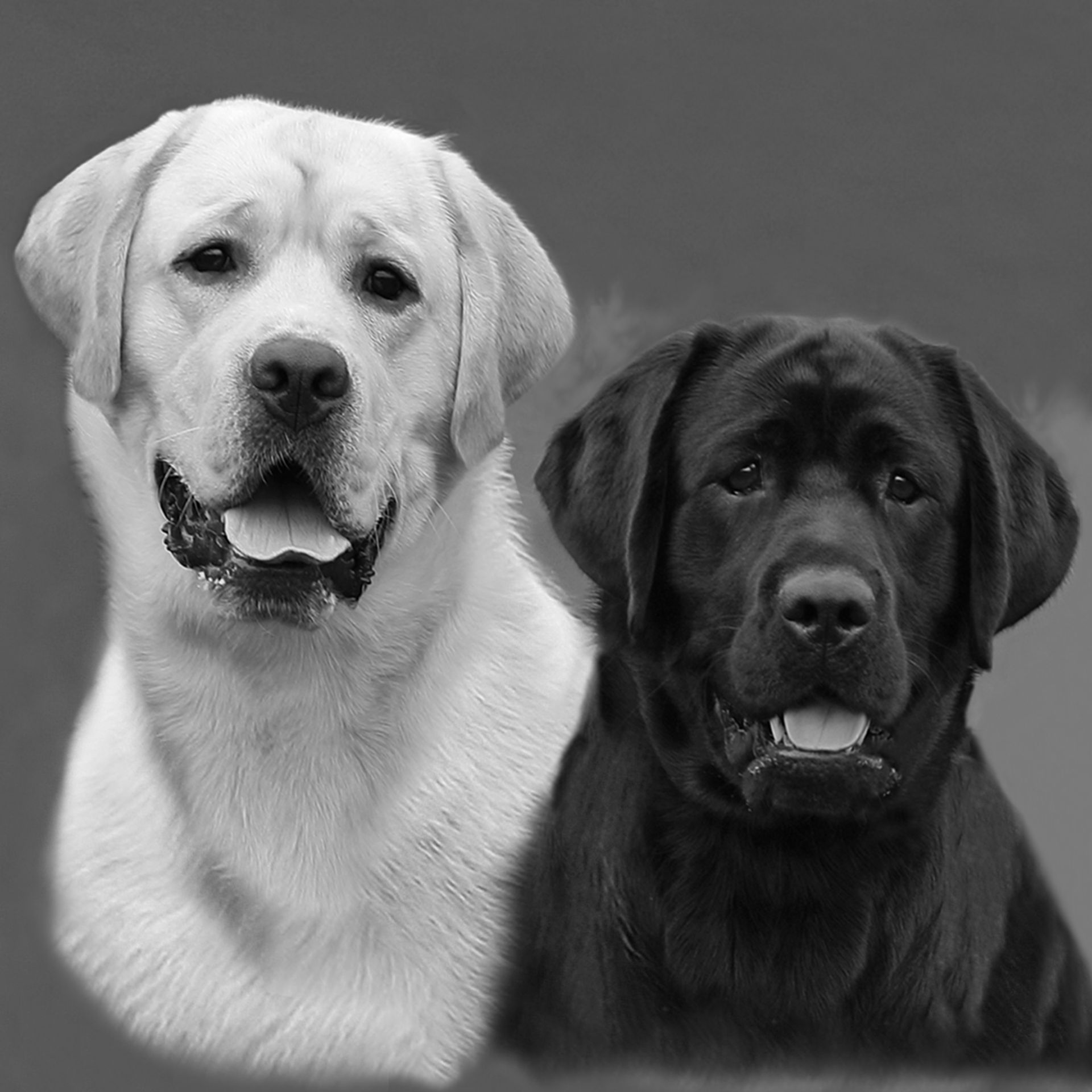 Yellow and black Labrador retrievers side by side, looking at the viewer.