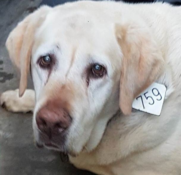 Yellow Labrador retriever with tag #759, looking at the viewer.