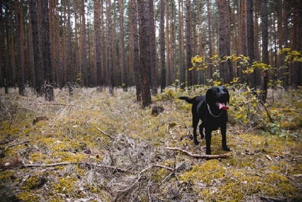 Hunua Forest Club Walk