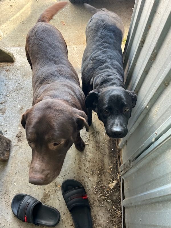 Two dogs, brown and black, looking at the camera next to two black sandals by a metal wall.