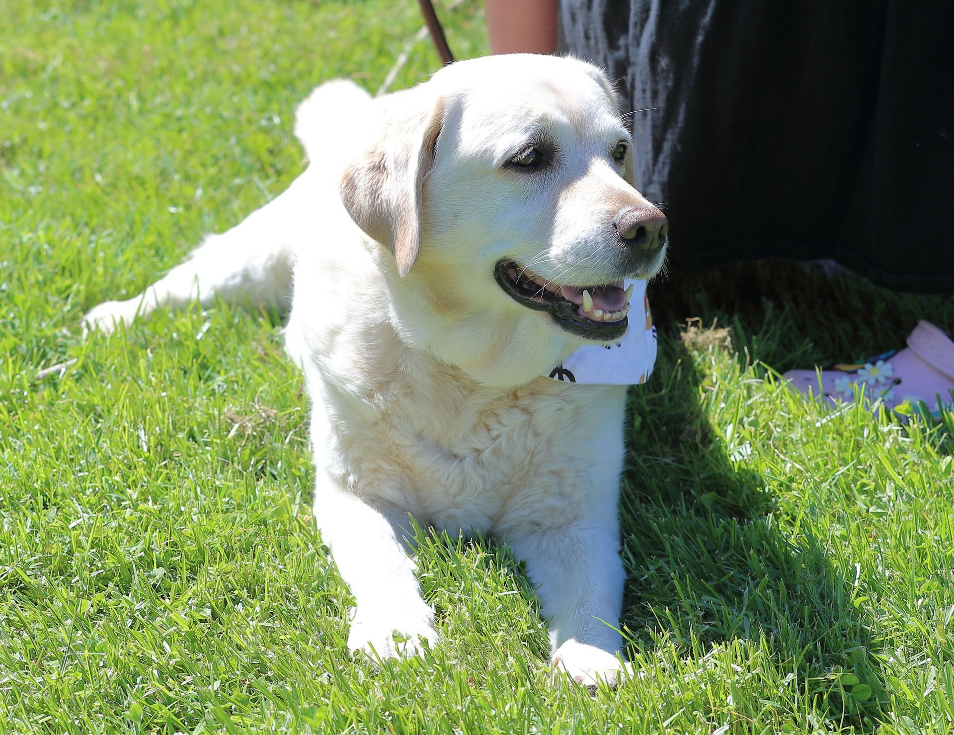 Yellow Labrador dog relaxing on green grass, wearing a bandana.