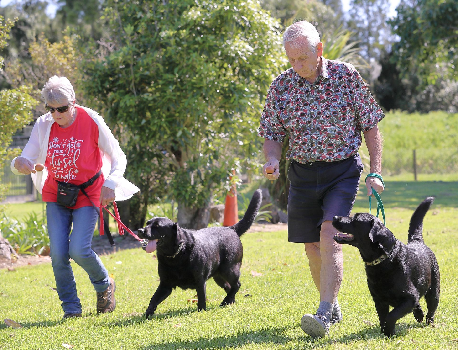 Two people walking two black Labrador dogs on a grassy lawn.