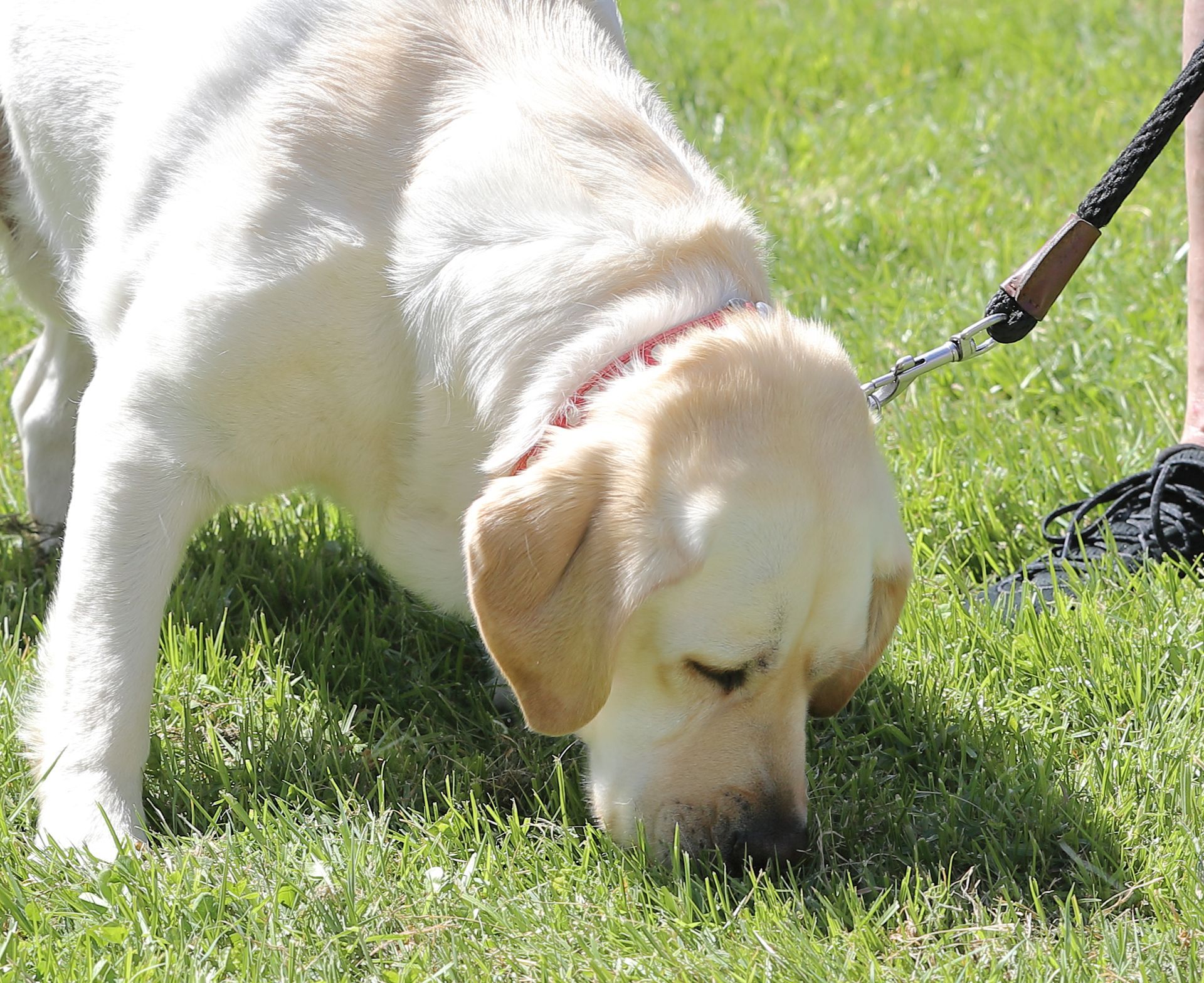 Yellow Labrador sniffing green grass, held by a leash.