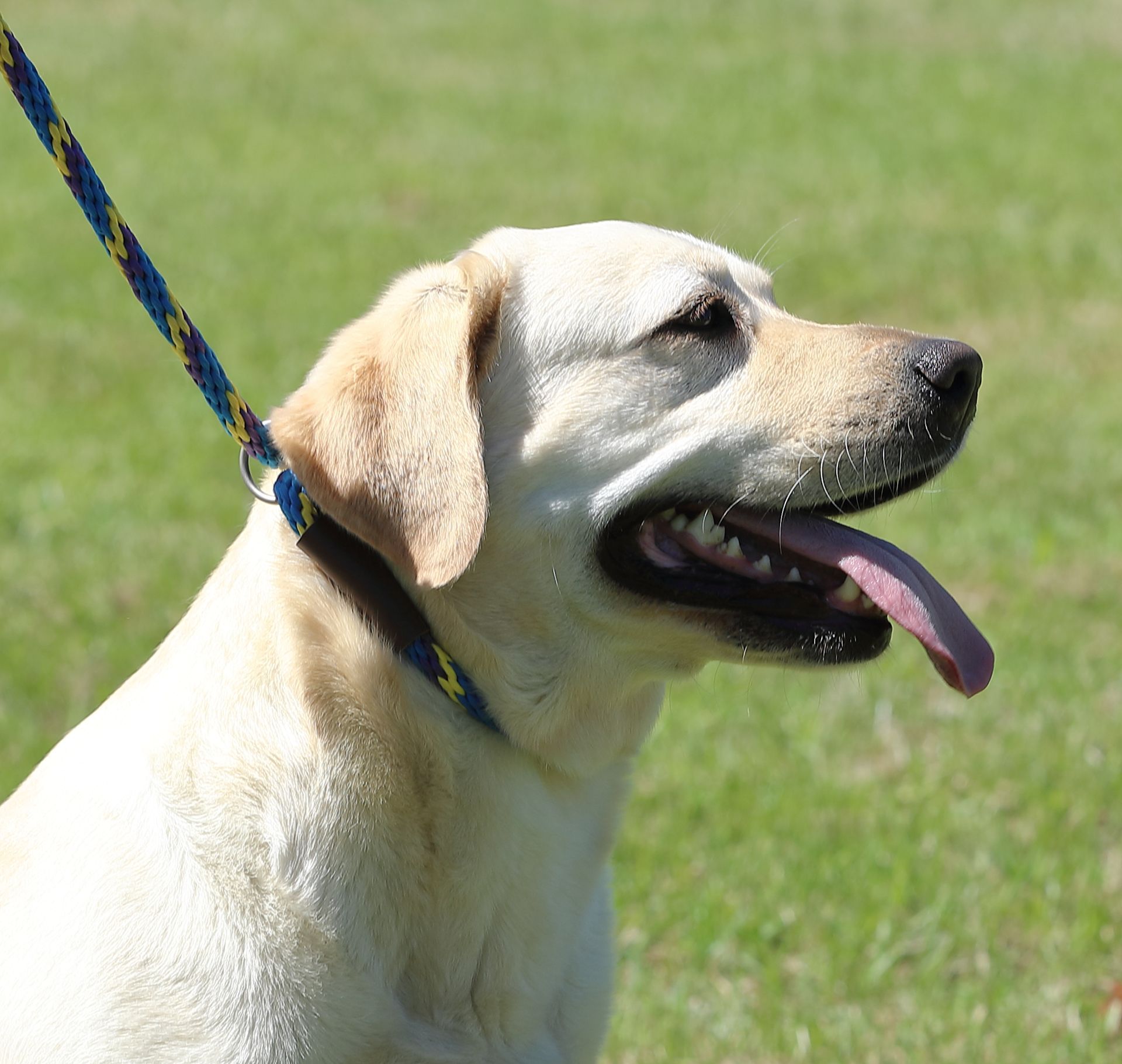 Yellow Labrador dog with open mouth and pink tongue, wearing a blue and yellow leash, outdoors on grass.