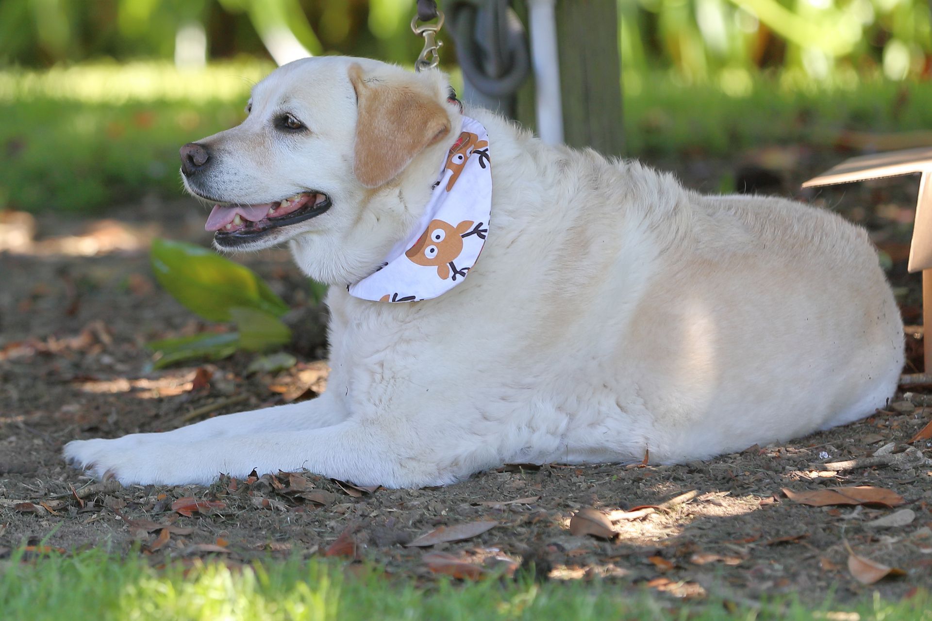 Yellow Labrador dog resting on the ground, wearing a reindeer bandana.
