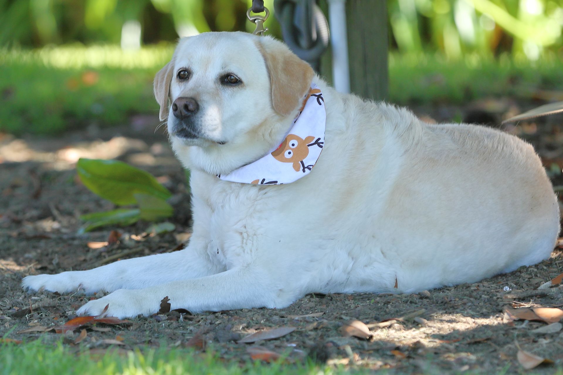 Yellow Labrador dog wearing a bandana with a deer print, laying on the ground outdoors.