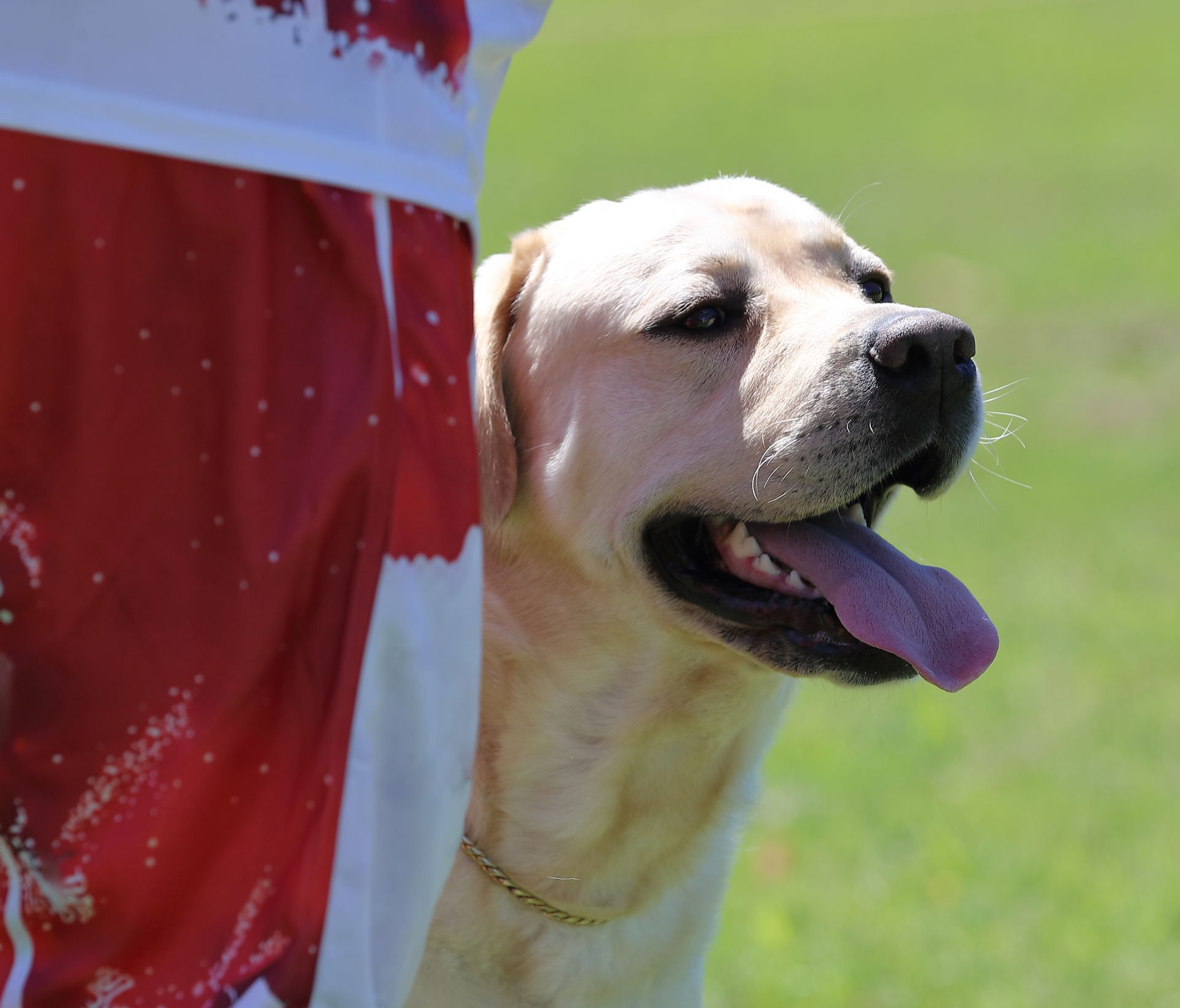 Yellow Labrador retriever dog panting, partially behind a red and white object, on grass.