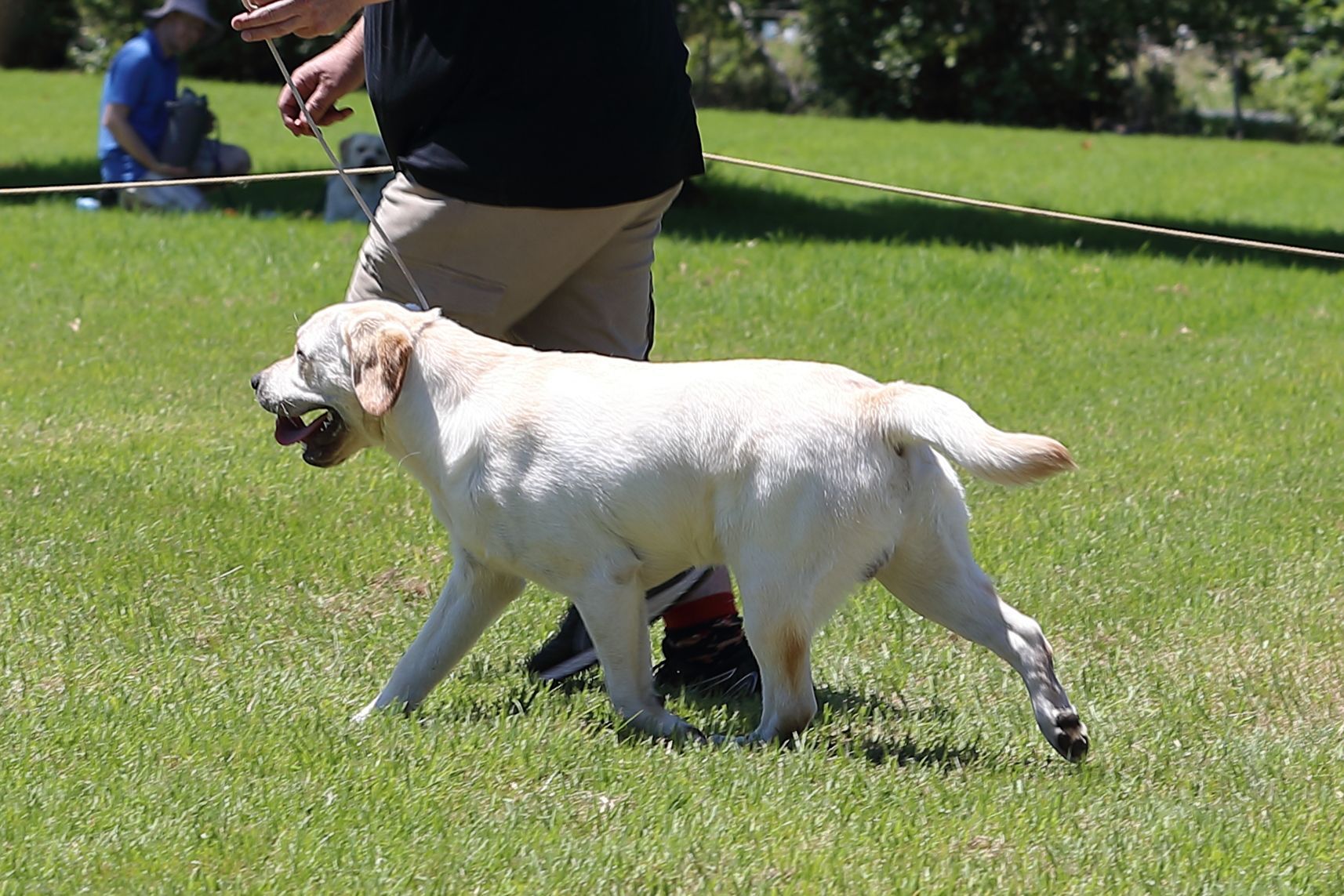 Yellow Labrador dog walks on grass, held by a person in a black shirt.