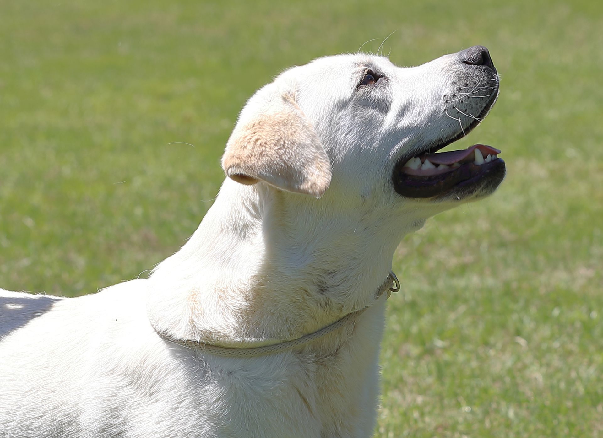 White Labrador dog with mouth open, looking up, standing in a grassy field.