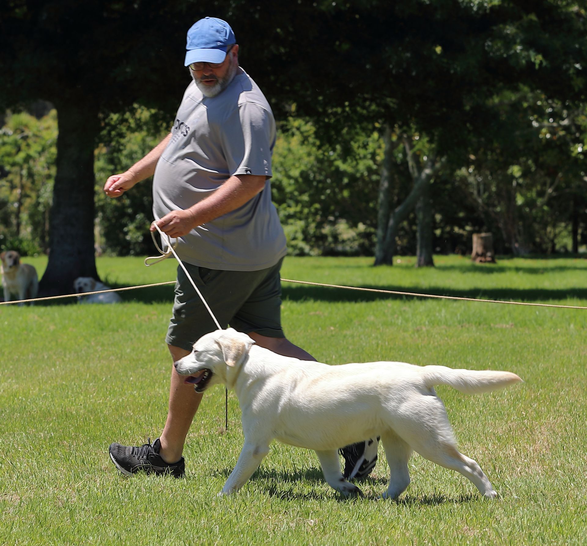 Man in grey shirt and blue hat walking a white Labrador on a leash in a grassy field.