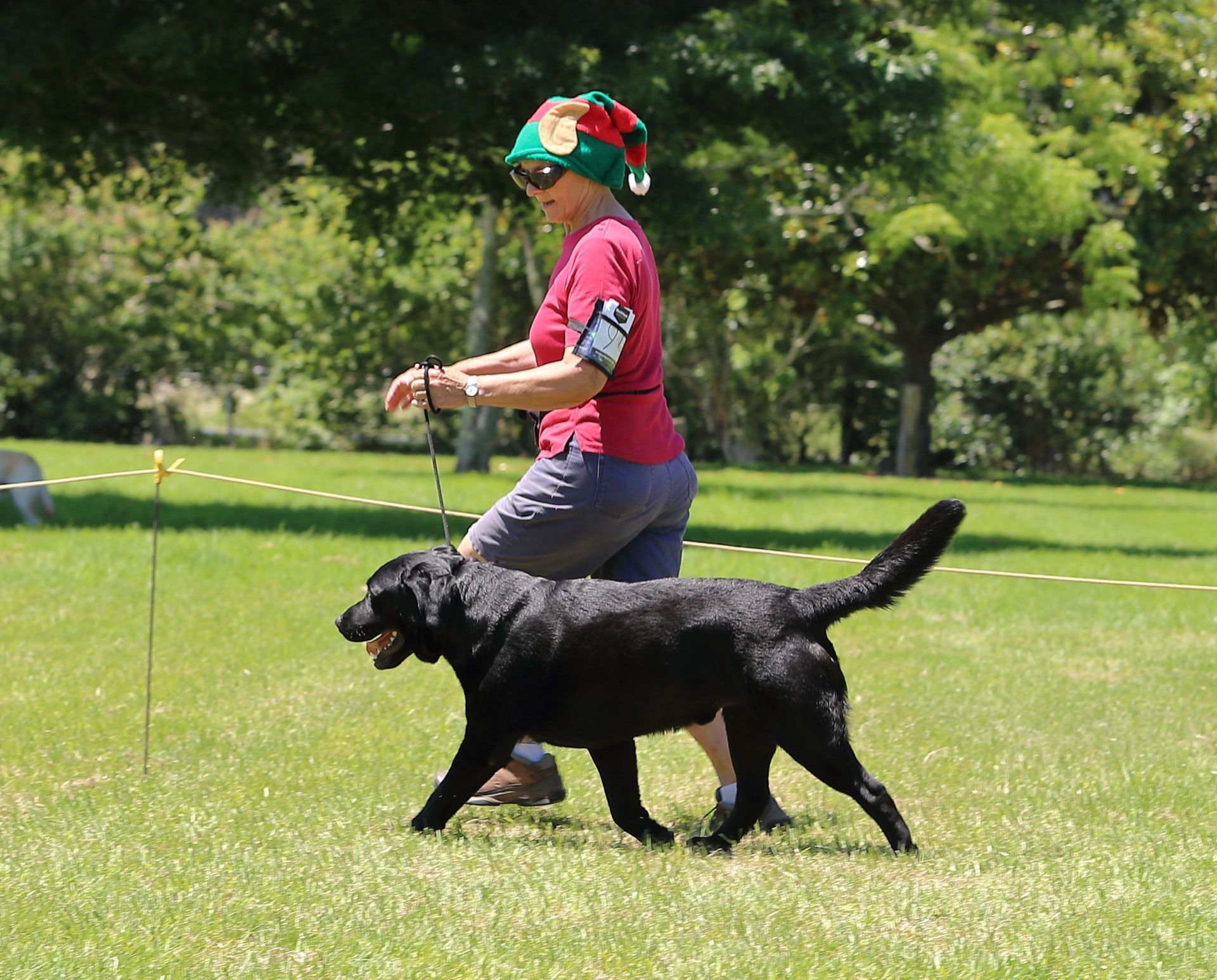 Woman in elf hat walks a black Labrador on a leash in a grassy park.