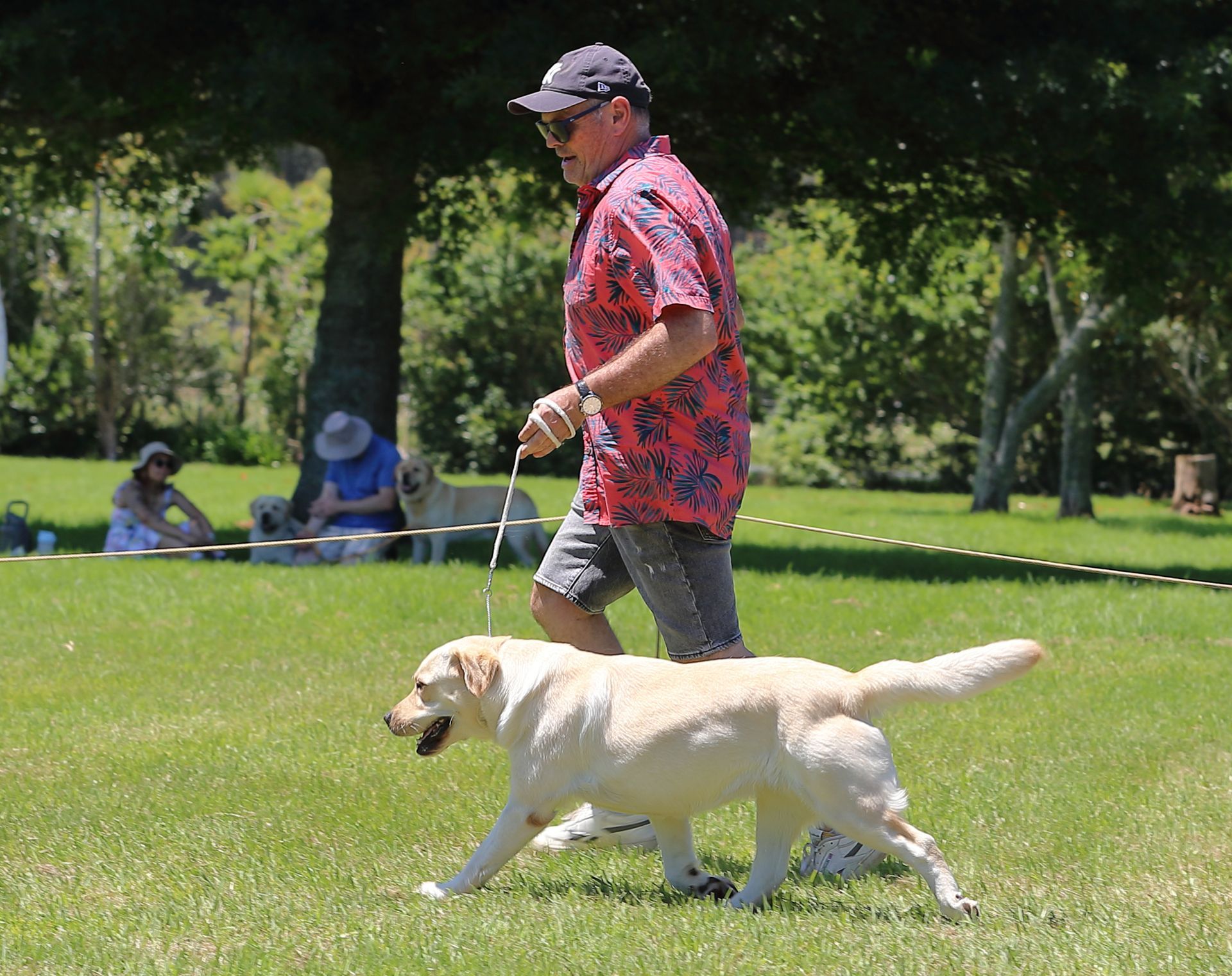Man walking a yellow Labrador on a leash in a grassy park, other people in background.