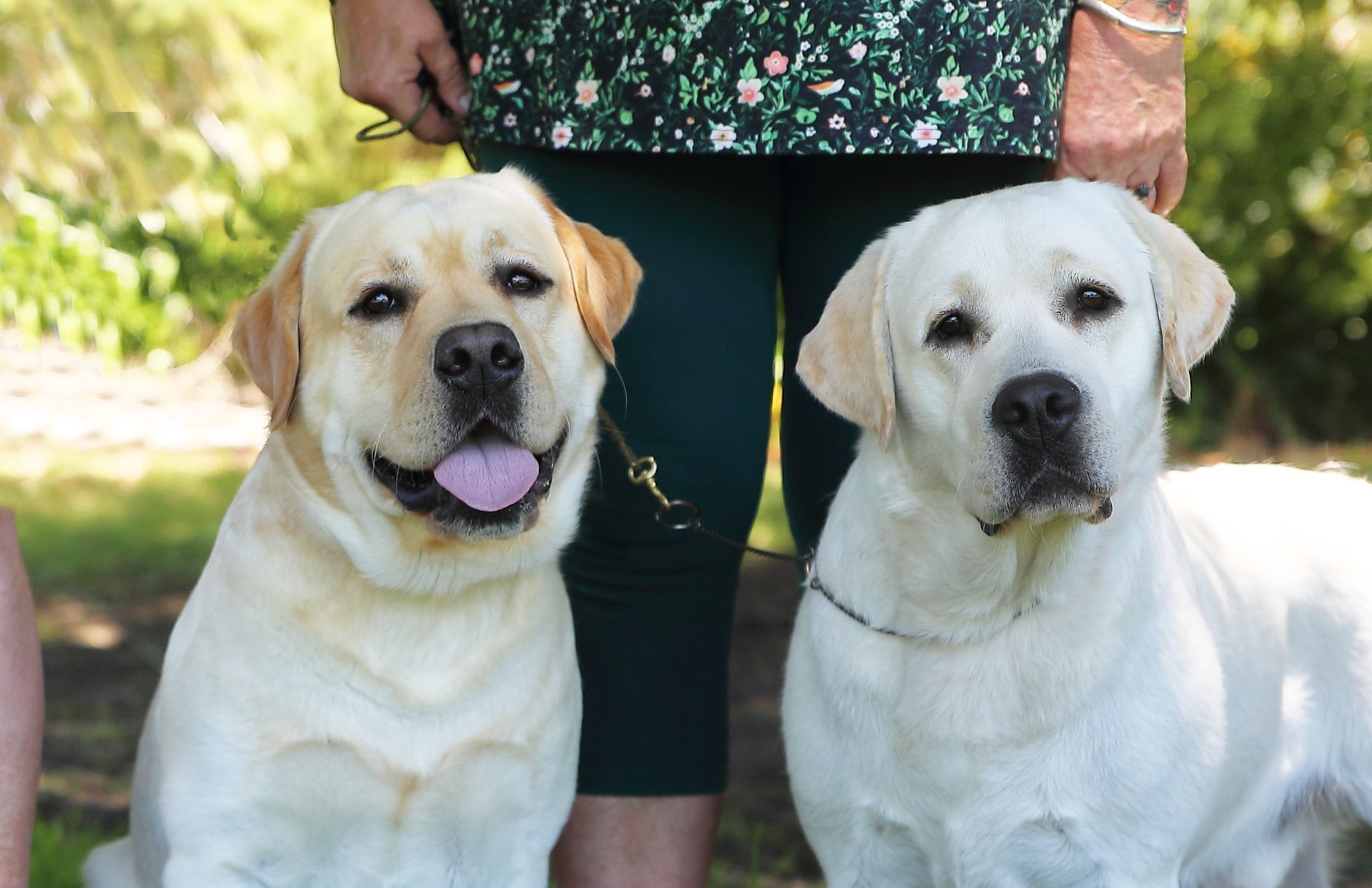 Two yellow Labrador retrievers posing in front of a person in a green shirt and pants; one dog has its tongue out.