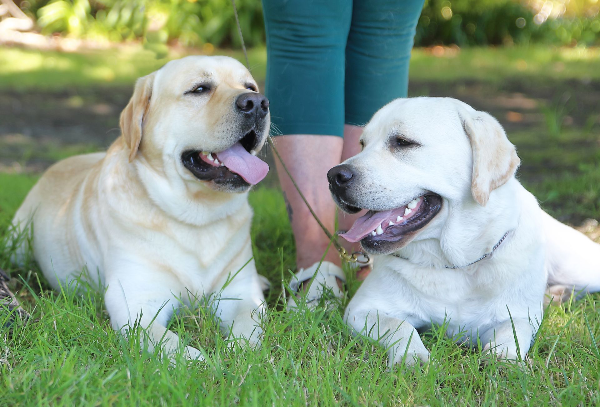 Two yellow Labrador retrievers resting on green grass, panting with tongues out.