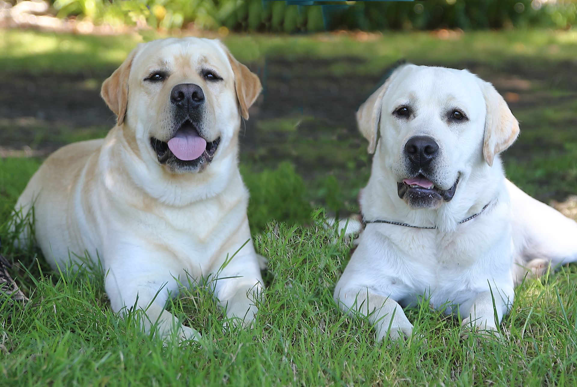 Two yellow Labrador Retrievers lying in green grass, one with tongue out.