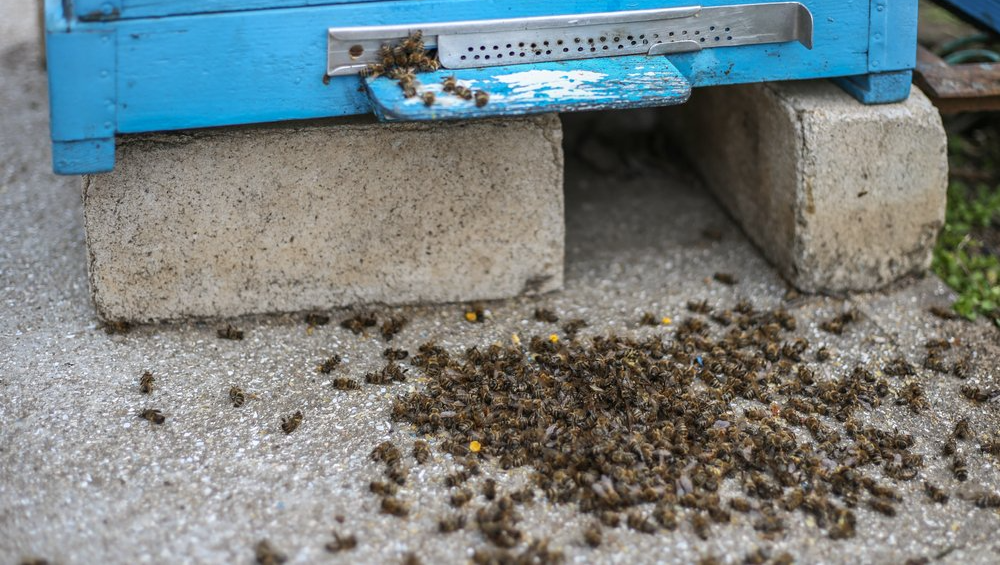 Neonicotinoids are killing bees or impacting behaviors critical to survival