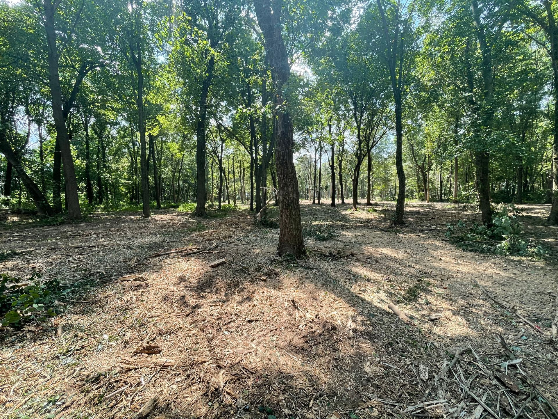 A lot of trees in a forest with a lot of leaves on the ground.