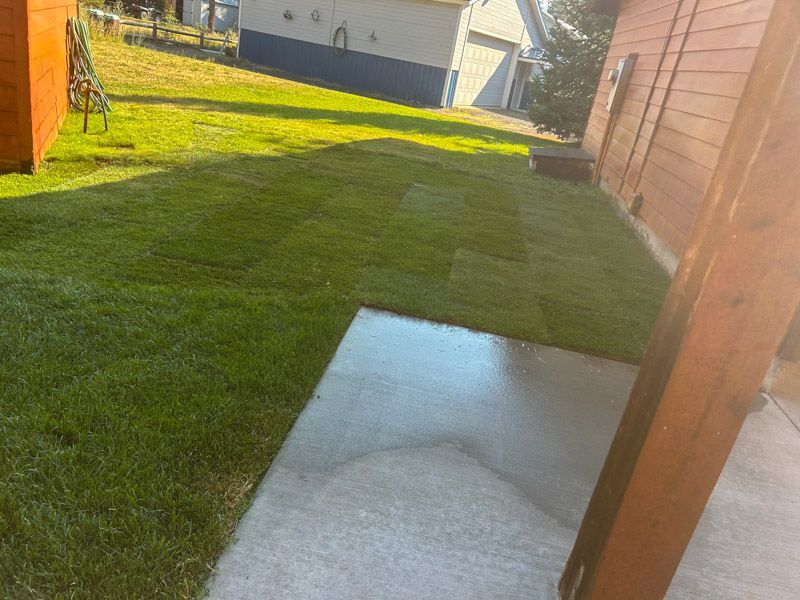 Green lawn with patches and a concrete patio next to a wooden structure, bright sunlight.