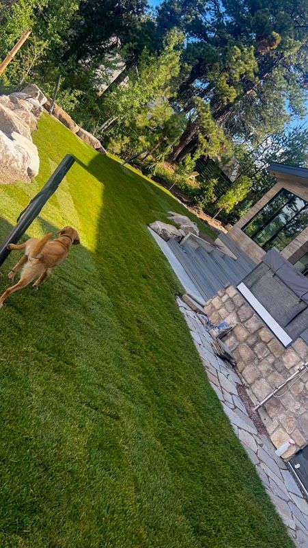 Dog running on a lush green lawn near a stone patio with a modern house and trees.