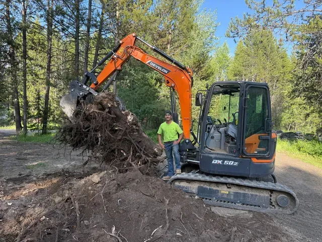 Cleared land with brown soil and felled trees, background of bare trees.
