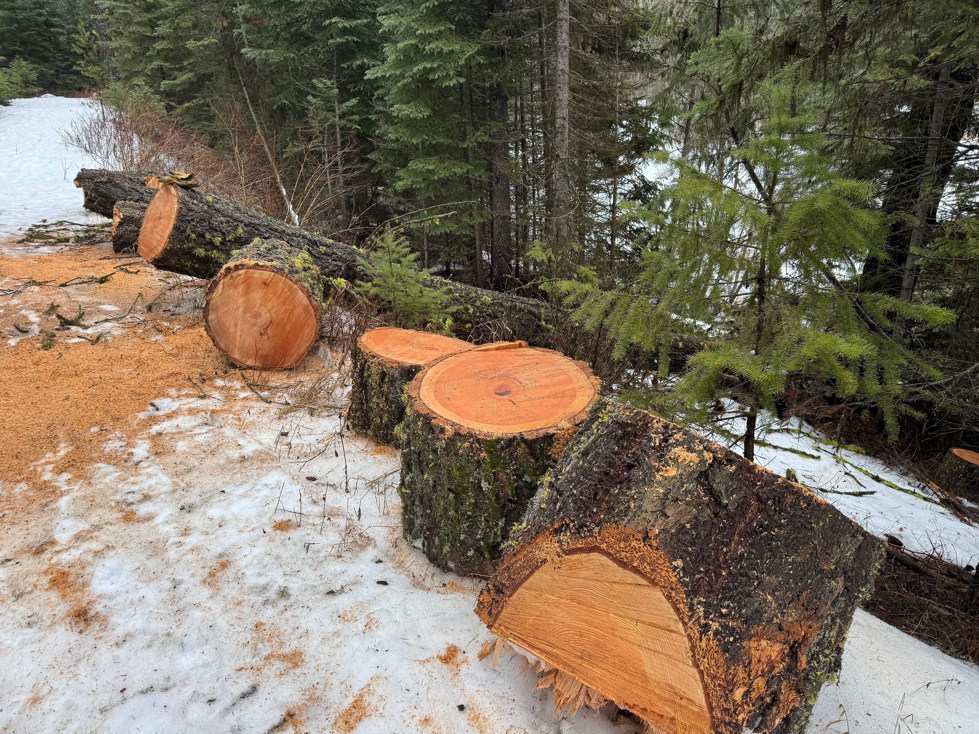 Close-up of pruning shears cutting a branch; green handles, outdoors.