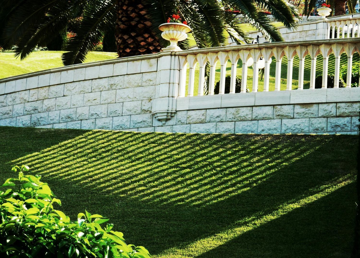 A white fence with a palm tree in the background