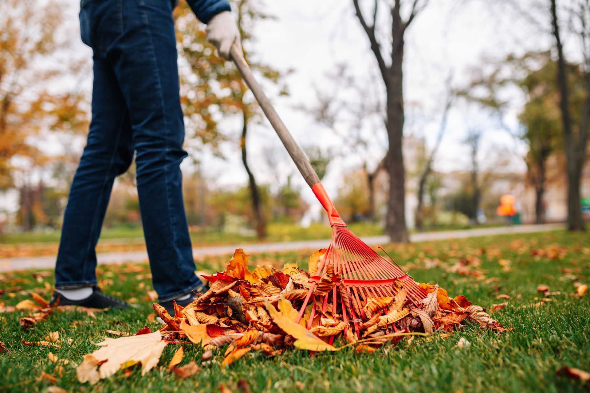 a man is raking leaves in a park with a rake .