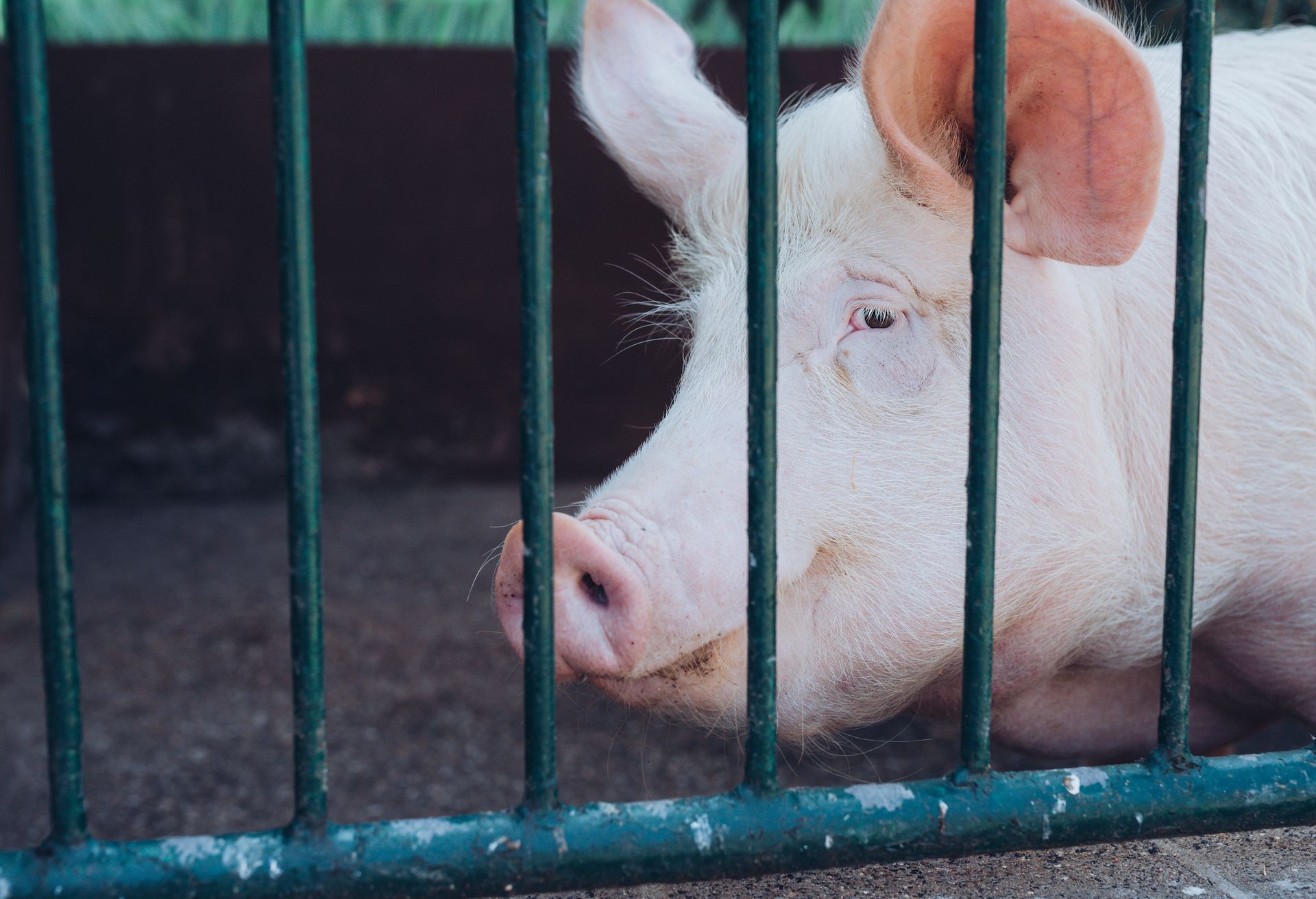 Pink Pig Behind a Green Metal Fence — Greeley, CO — Weld County Biproducts Inc