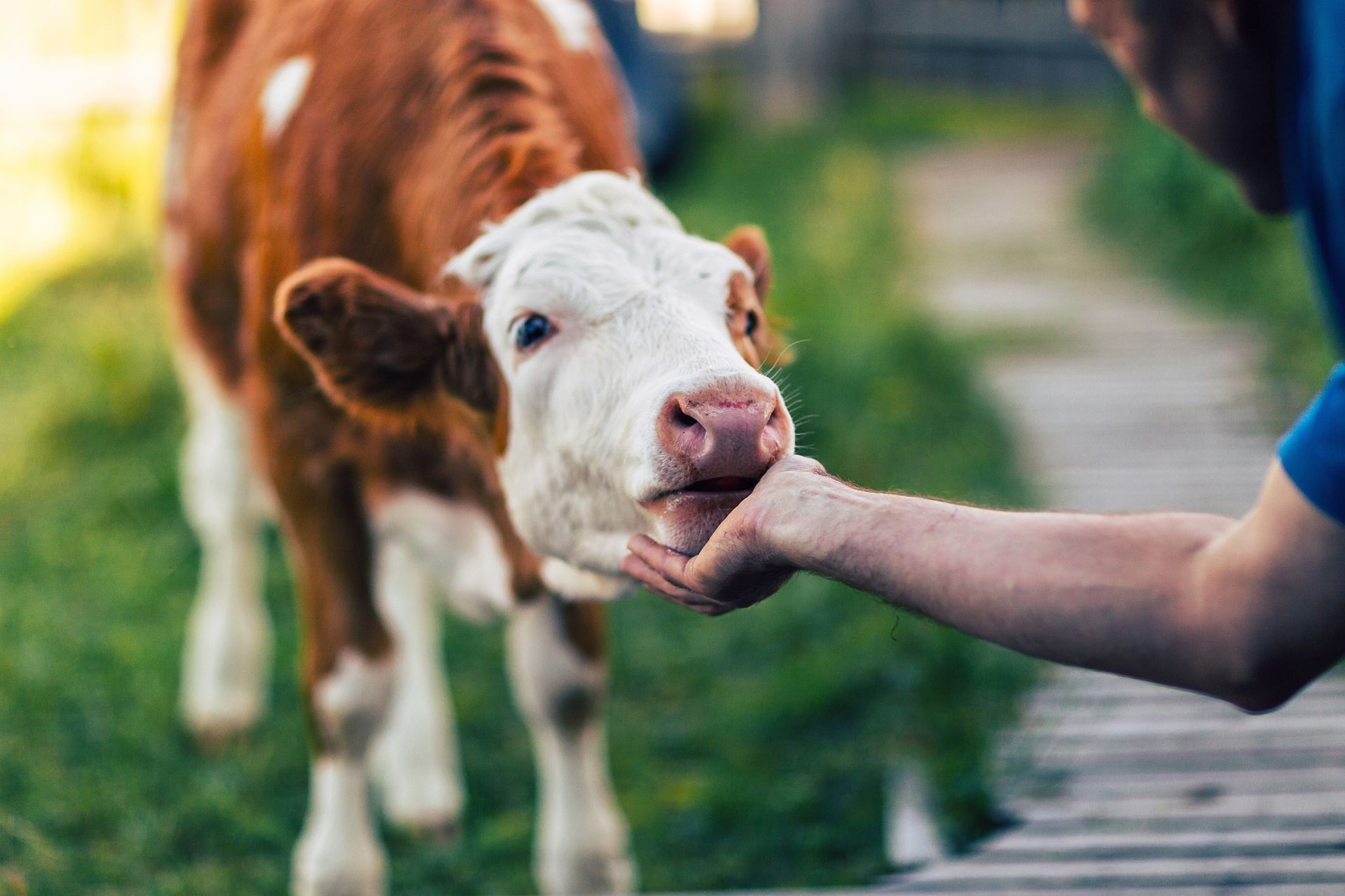 Cow Being Fed by Person — Greeley, CO — Weld County Biproducts Inc