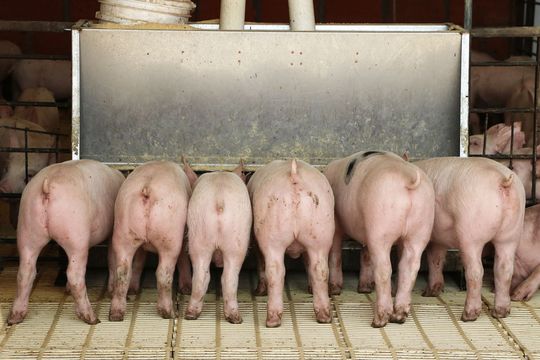 Pigs Eating from A Trough — Greeley, CO — Weld County Biproducts Inc Pigs Eating from A Trough — Greeley, CO — Weld County Biproducts Inc