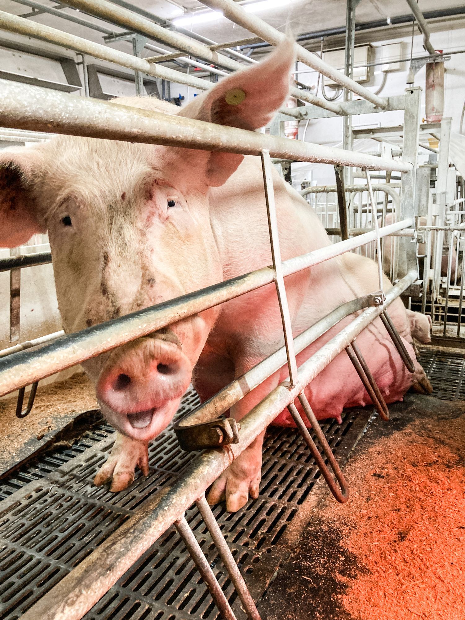 Pig in A Metal Stall — Greeley, CO — Weld County Biproducts Inc