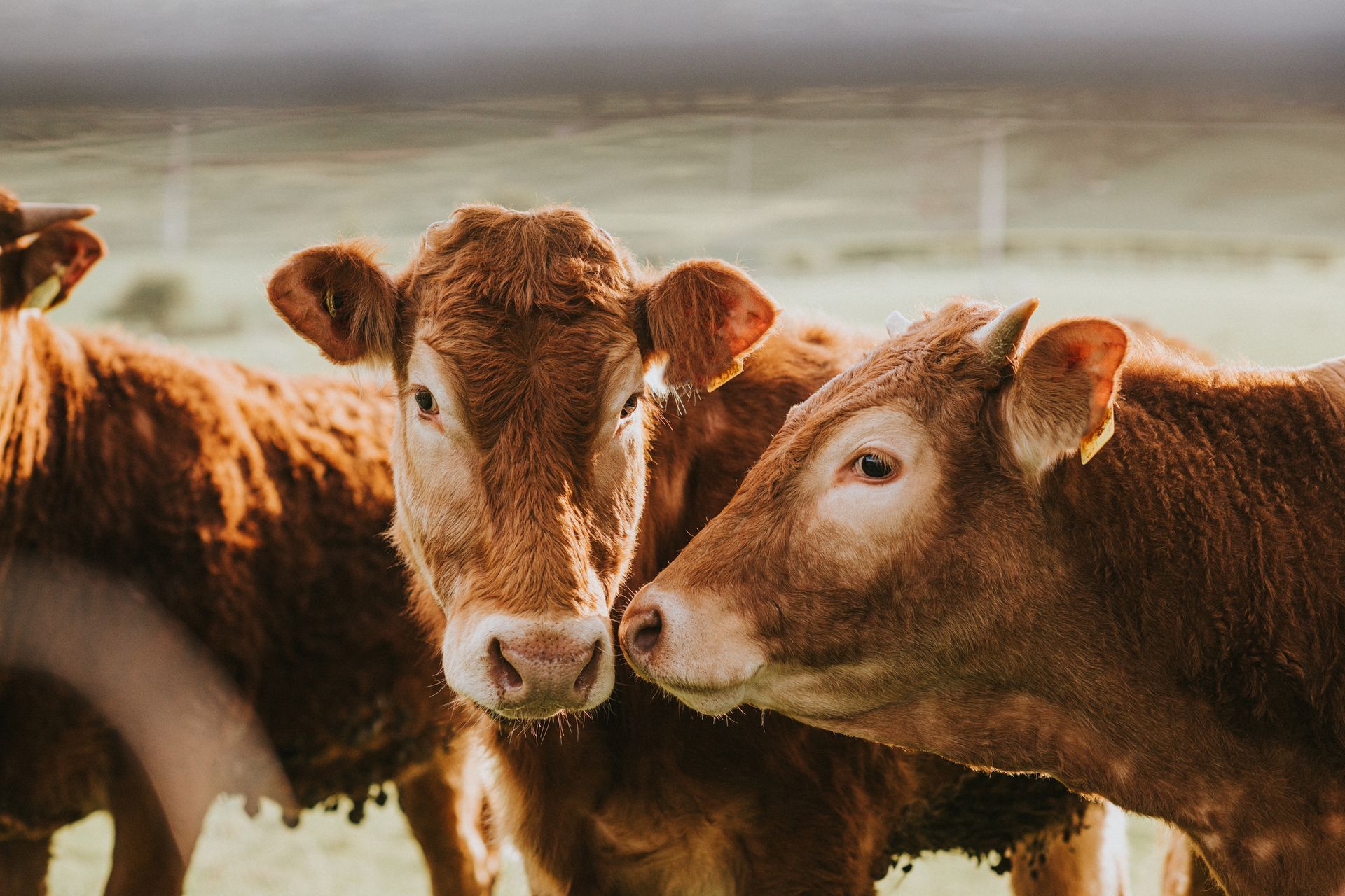 Three Brown Cows in A Field — Greeley, CO — Weld County Biproducts Inc