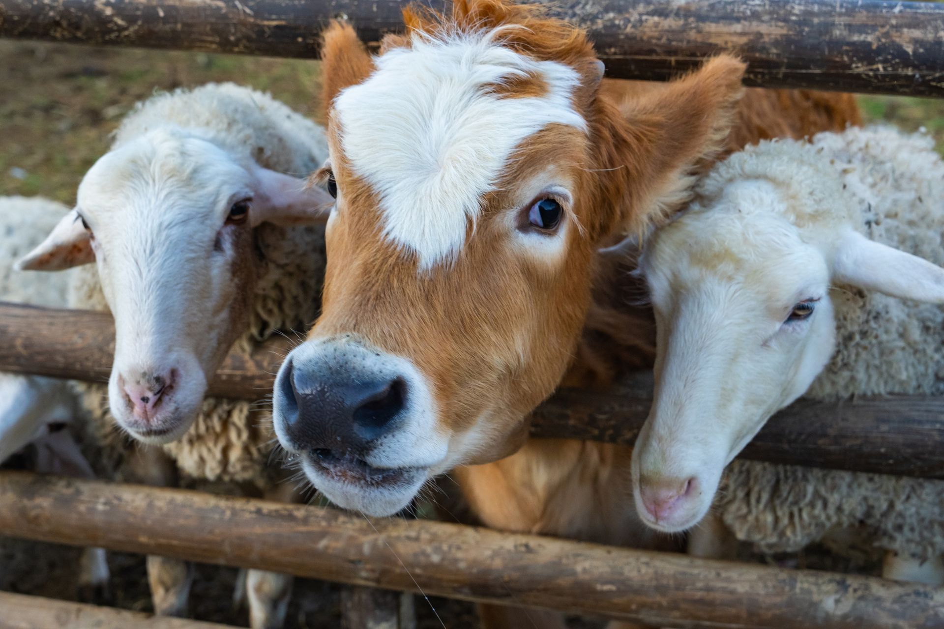 Calf and Sheep Peering Over a Wooden Fence — Greeley, CO — Weld County Biproducts Inc