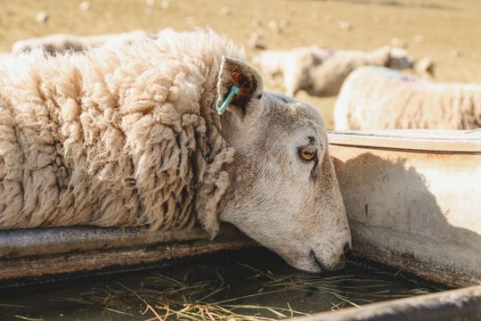 Sheep Drinking from A Trough in A Field — Greeley, CO — Weld County Biproducts Inc Sheep Drinking from A Trough in A Field — Greeley, CO — Weld County Biproducts Inc