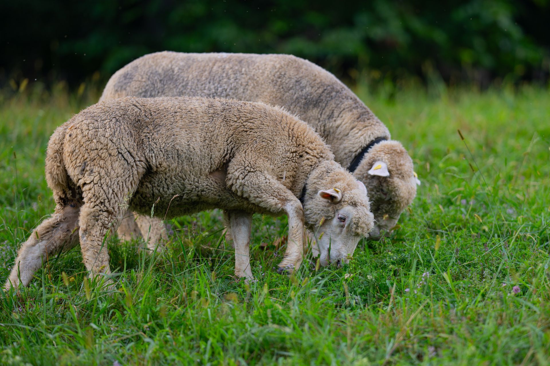 Two Sheep Graze in A Green Pasture, One with A Black Collar — Greeley, CO — Weld County Biproducts Inc