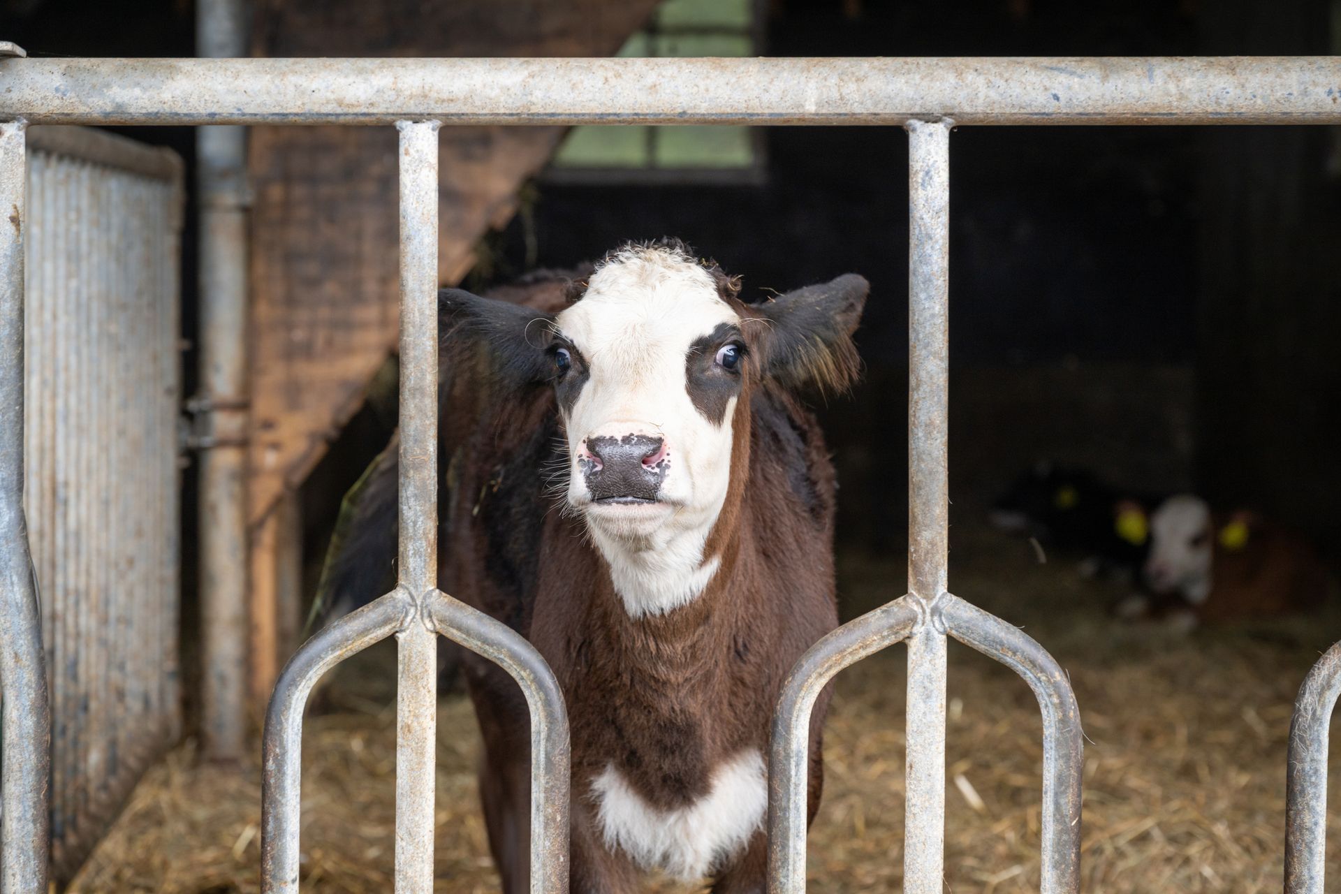 Calf with White Face and Brown Body Behind Metal Bars in A Barn — Greeley, CO — Weld County Biproducts Inc