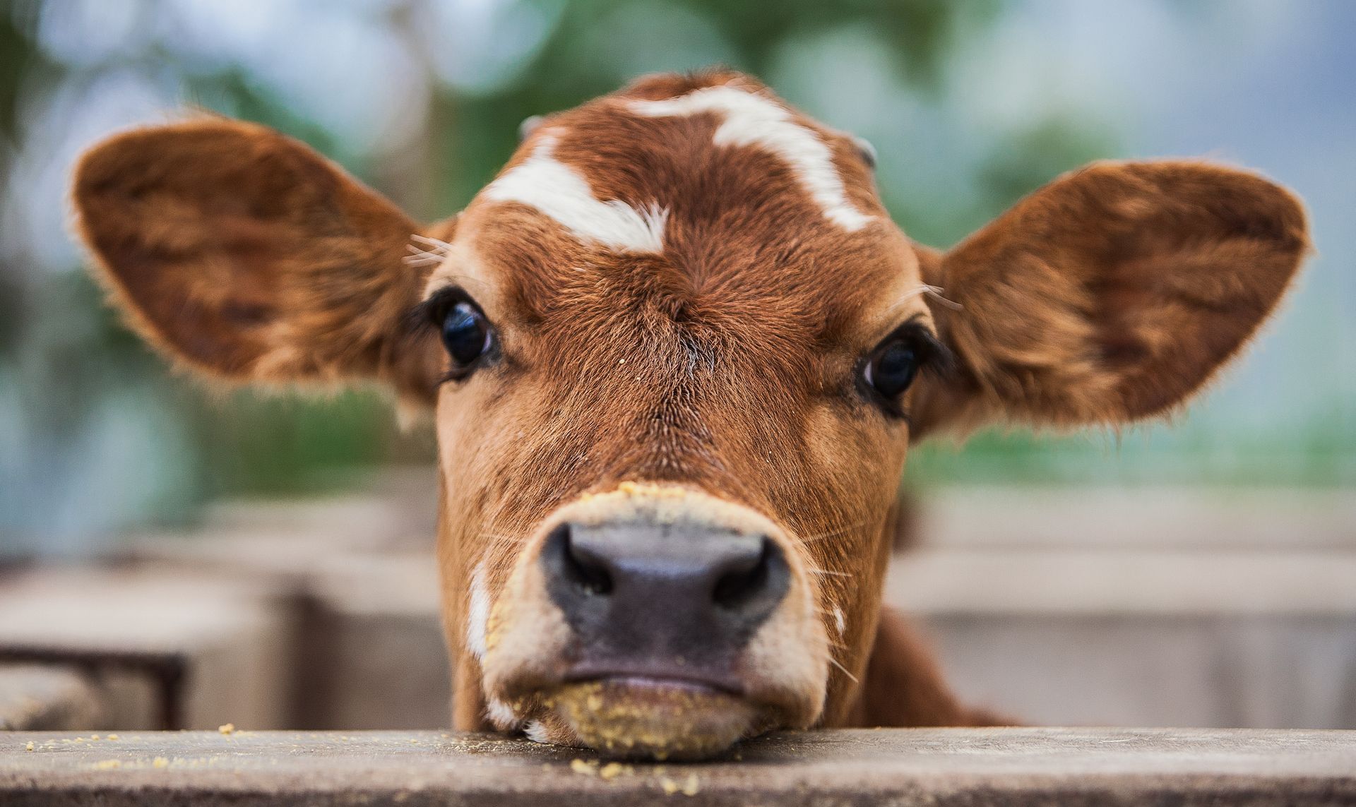 Brown Calf with Curious Eyes — Greeley, CO — Weld County Biproducts Inc