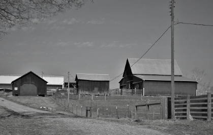 Pigs Eating from A Trough — Greeley, CO — Weld County Biproducts Inc