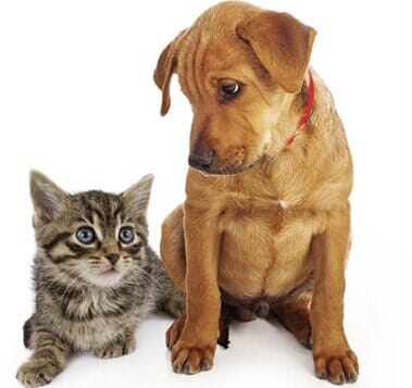 Pets Medications - Animal Health Care Clinic in Omaha, NE