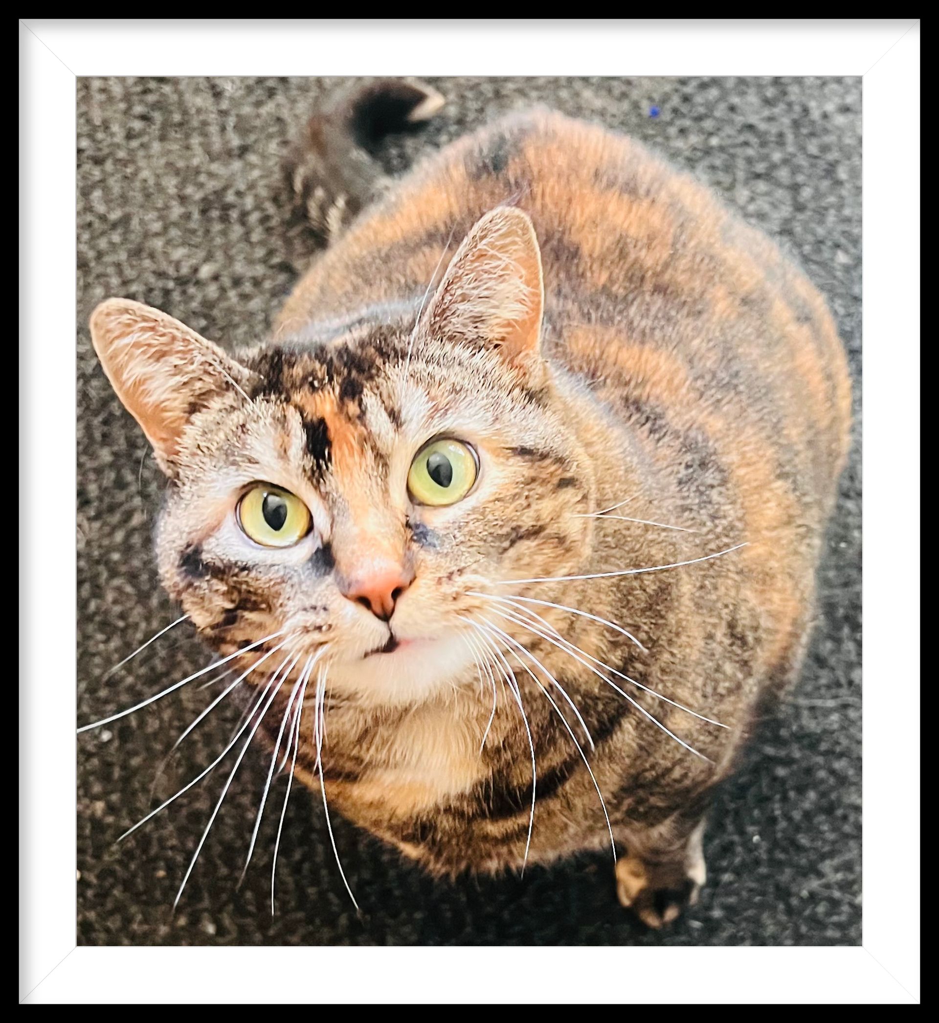 Fergie the Office Cat