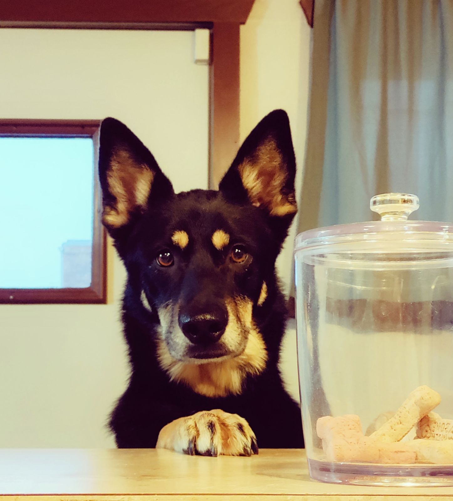 Pets Medications - Animal Health Care Clinic in Omaha, NE