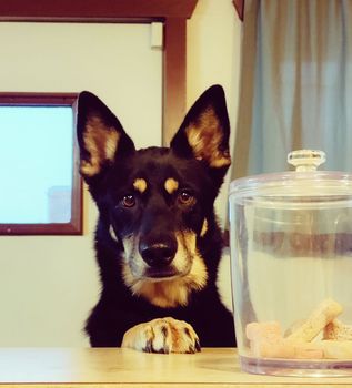 Pets Medications - Animal Health Care Clinic in Omaha, NE