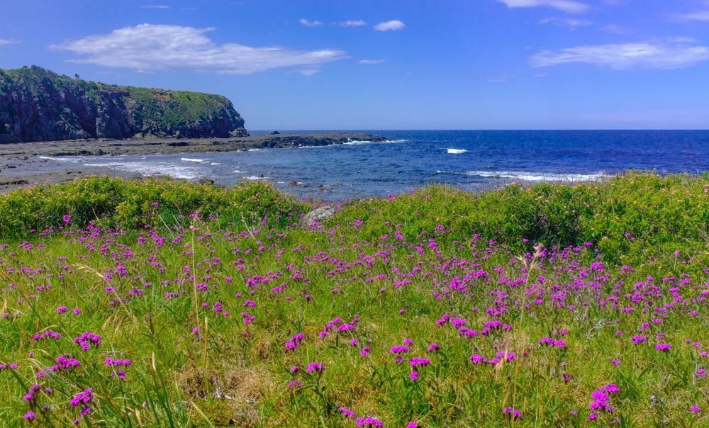 Purple Wildflowers Bloom by a Rocky Beach — Dave's Drive U Anywhere 24/7 Mini Van Hire In Dapto, NSW