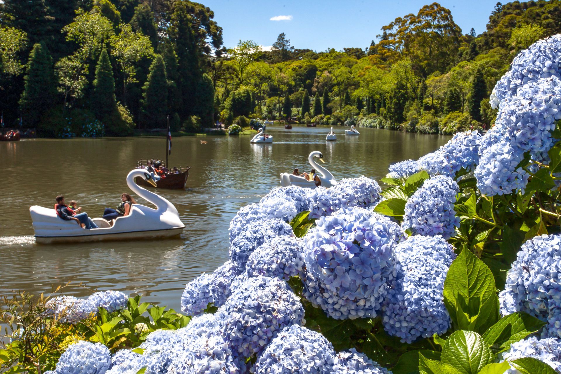 Um grupo de pessoas anda de pedalinhos em um lago cercado por flores.
