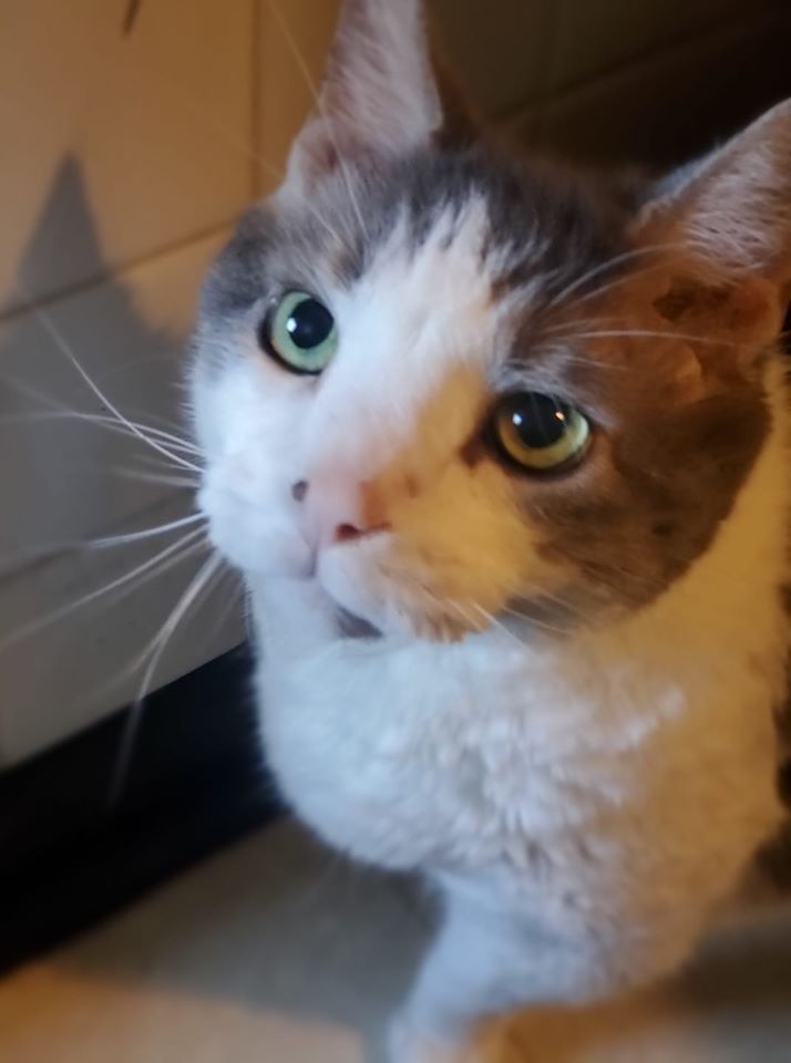 Close Up Shot of Cat