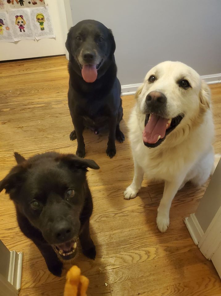 Happy Dogs Sitting on Floor