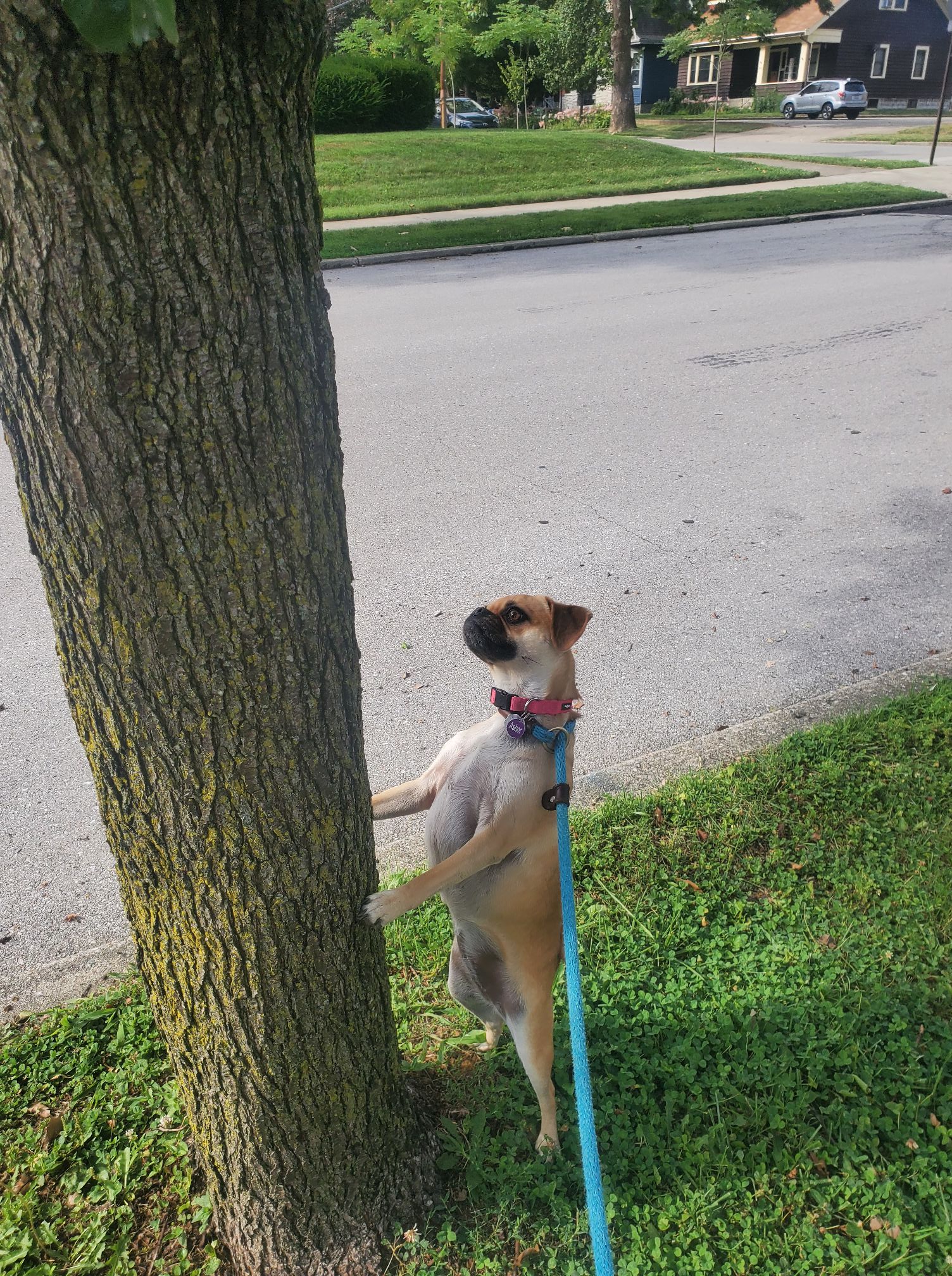 Dog Looking at the Tree